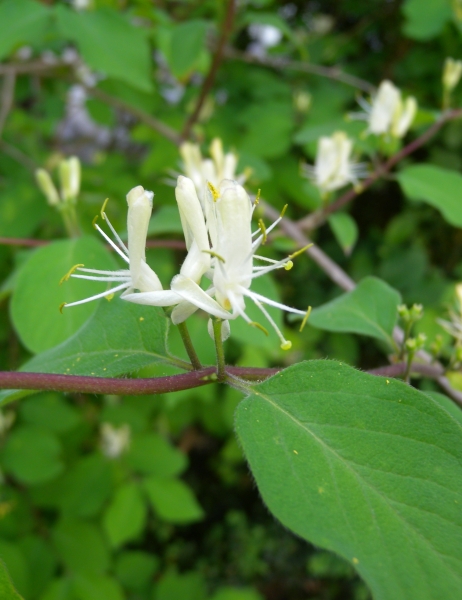 Pflanzenbild gross Rote Heckenkirsche - Lonicera xylosteum