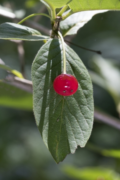 Pflanzenbild gross Alpen-Heckenkirsche - Lonicera alpigena
