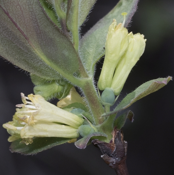 Pflanzenbild gross Blaue Heckenkirsche - Lonicera caerulea