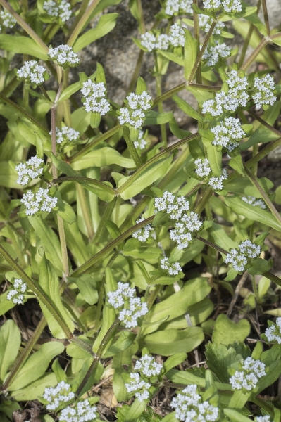 Pflanzenbild gross Echter Ackersalat - Valerianella locusta