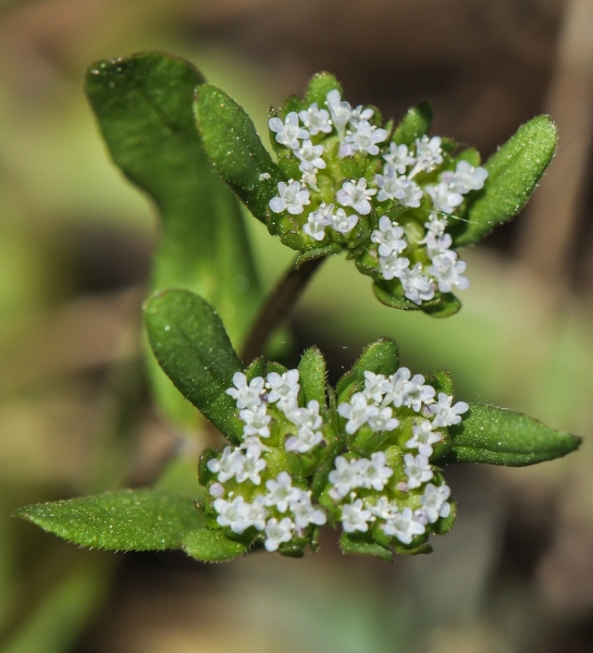 Pflanzenbild gross Echter Ackersalat - Valerianella locusta