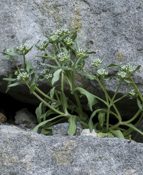 Pflanzenbild gross Echter Ackersalat - Valerianella locusta
