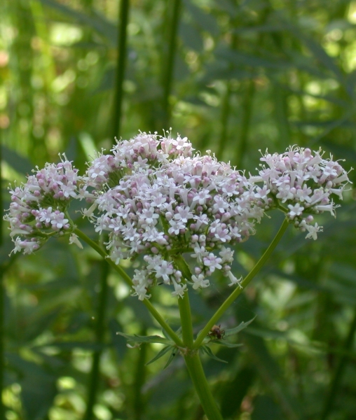 Pflanzenbild gross Gewöhnlicher Arznei-Baldrian - Valeriana officinalis