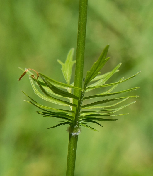 Pflanzenbild gross Gewöhnlicher Arznei-Baldrian - Valeriana officinalis