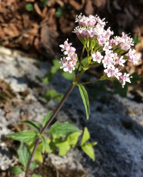 Pflanzenbild gross Dreiblatt-Baldrian - Valeriana tripteris