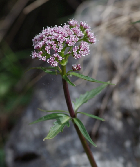 Pflanzenbild gross Dreiblatt-Baldrian - Valeriana tripteris