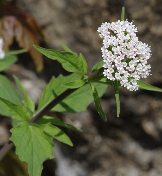 Pflanzenbild gross Dreiblatt-Baldrian - Valeriana tripteris