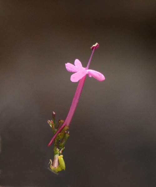 Pflanzenbild gross Rote Spornblume - Centranthus ruber