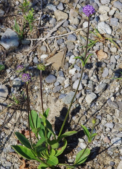 Pflanzenbild gross Abbisskraut - Succisa pratensis