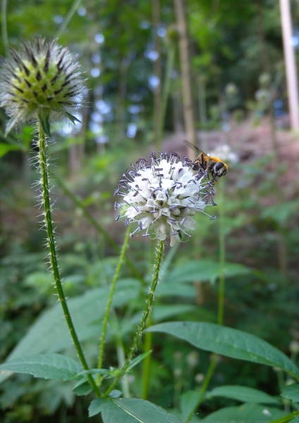 Pflanzenbild gross Behaarte Karde - Dipsacus pilosus