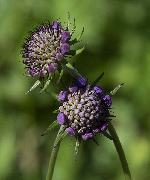 Pflanzenbild gross Glänzende Skabiose - Scabiosa lucida