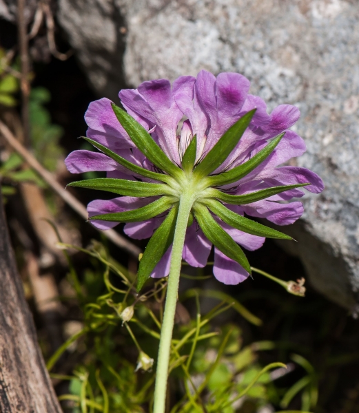 Pflanzenbild gross Glänzende Skabiose - Scabiosa lucida
