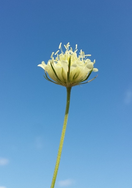 Pflanzenbild gross Gelbe Skabiose - Scabiosa ochroleuca