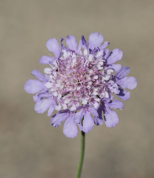 Pflanzenbild gross Tauben-Skabiose - Scabiosa columbaria