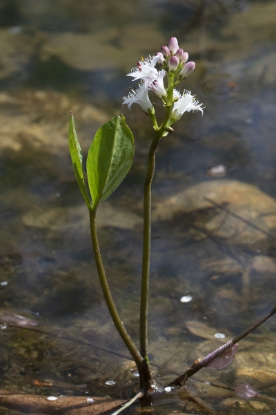 Pflanzenbild gross Fieberklee - Menyanthes trifoliata