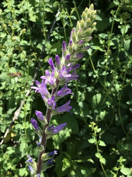 Pflanzenbild gross Ährige Glockenblume - Campanula spicata
