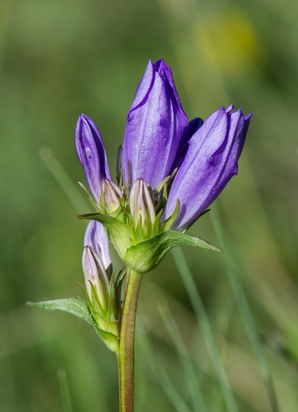 Pflanzenbild gross Gewöhnliche Knäuel-Glockenblume - Campanula glomerata subsp. glomerata