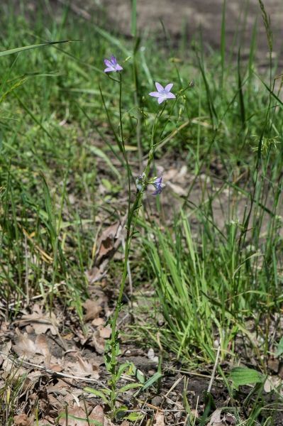 Pflanzenbild gross Gewöhnliche Wiesen-Glockenblume - Campanula patula subsp. patula
