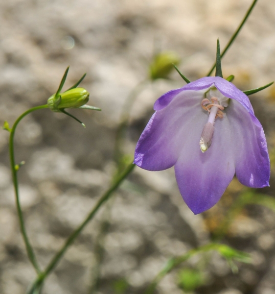 Pflanzenbild gross Rundblättrige Glockenblume - Campanula rotundifolia