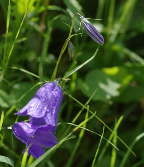 Pflanzenbild gross Scheuchzers Glockenblume - Campanula scheuchzeri