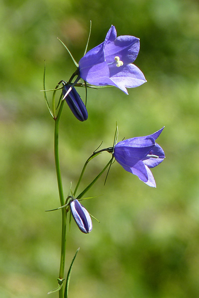 Pflanzenbild gross Scheuchzers Glockenblume - Campanula scheuchzeri