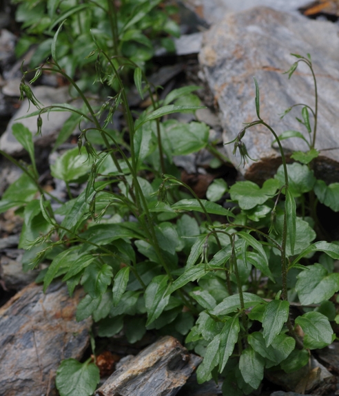 Pflanzenbild gross Niedliche Glockenblume - Campanula cochleariifolia