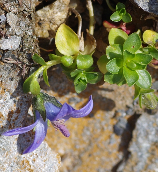 Pflanzenbild gross Mont Cenis-Glockenblume - Campanula cenisia