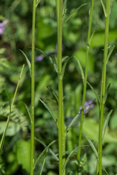 Pflanzenbild gross Pfirsichblättrige Glockenblume - Campanula persicifolia