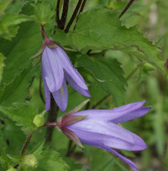 Pflanzenbild gross Nesselblättrige Glockenblume - Campanula trachelium