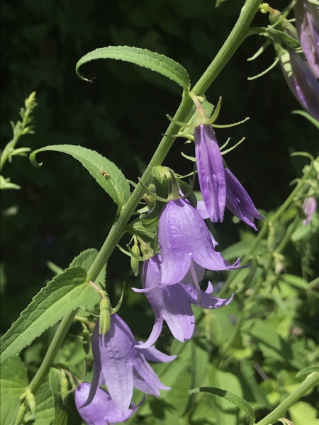 Pflanzenbild gross Acker-Glockenblume - Campanula rapunculoides