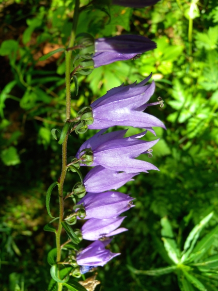 Pflanzenbild gross Acker-Glockenblume - Campanula rapunculoides