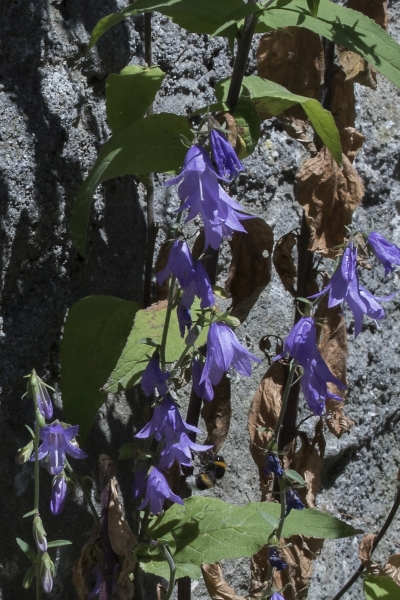 Pflanzenbild gross Acker-Glockenblume - Campanula rapunculoides