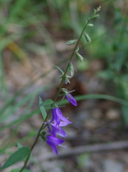 Pflanzenbild gross Acker-Glockenblume - Campanula rapunculoides