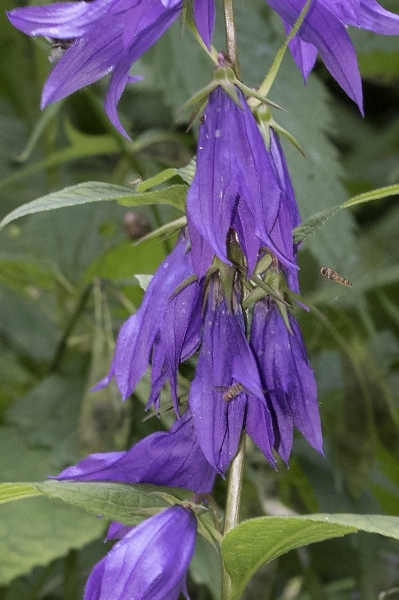 Pflanzenbild gross Breitblättrige Glockenblume - Campanula latifolia