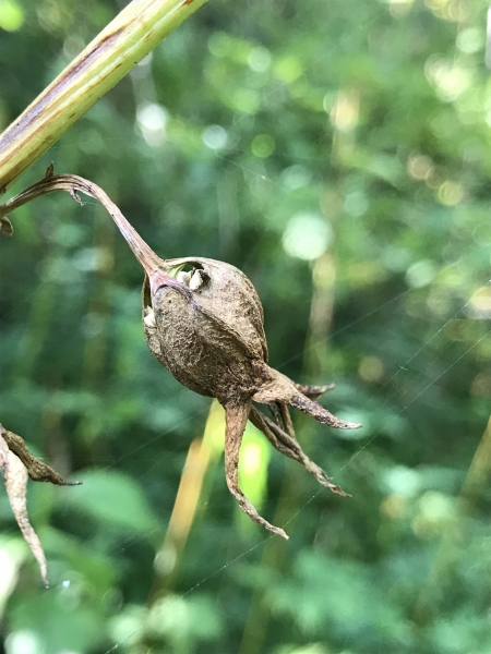 Pflanzenbild gross Breitblättrige Glockenblume - Campanula latifolia