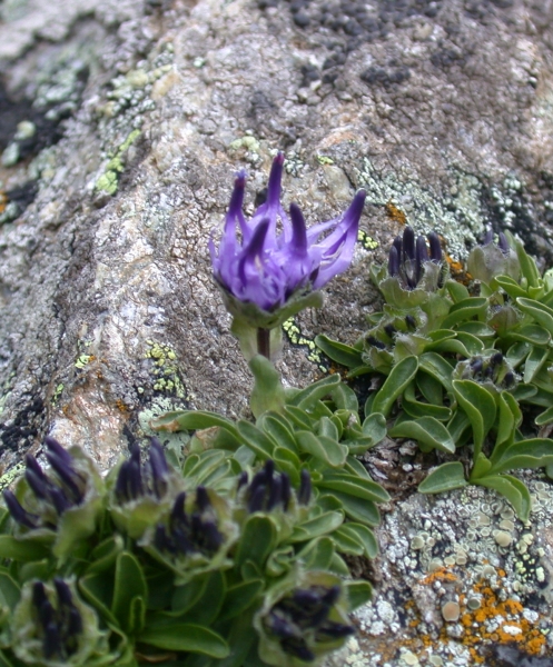 Pflanzenbild gross Kugelblumen-Rapunzel - Phyteuma globulariifolium
