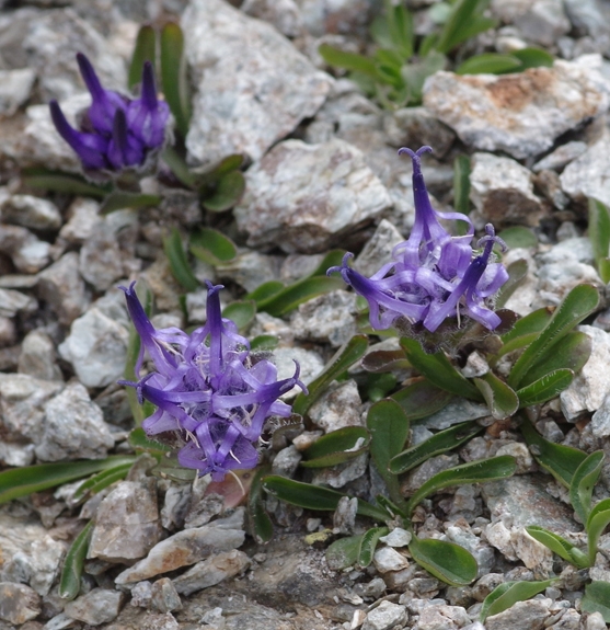 Pflanzenbild gross Kugelblumen-Rapunzel - Phyteuma globulariifolium