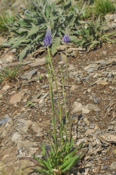 Pflanzenbild gross Betonienblättrige Rapunzel - Phyteuma betonicifolium