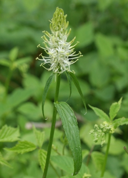 Pflanzenbild gross Ährige Rapunzel - Phyteuma spicatum