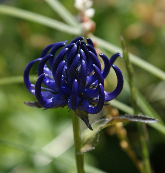 Pflanzenbild gross Rundköpfige Rapunzel - Phyteuma orbiculare