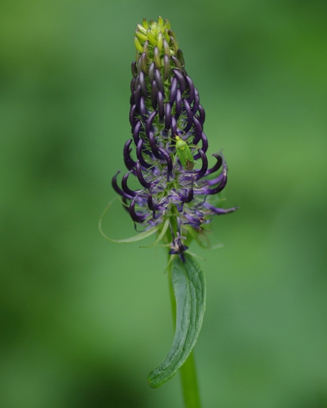 Pflanzenbild gross Hallers Rapunzel - Phyteuma ovatum