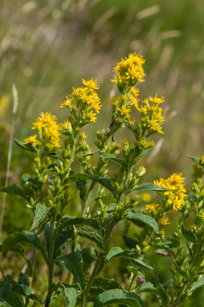 Pflanzenbild gross Echte Goldrute - Solidago virgaurea