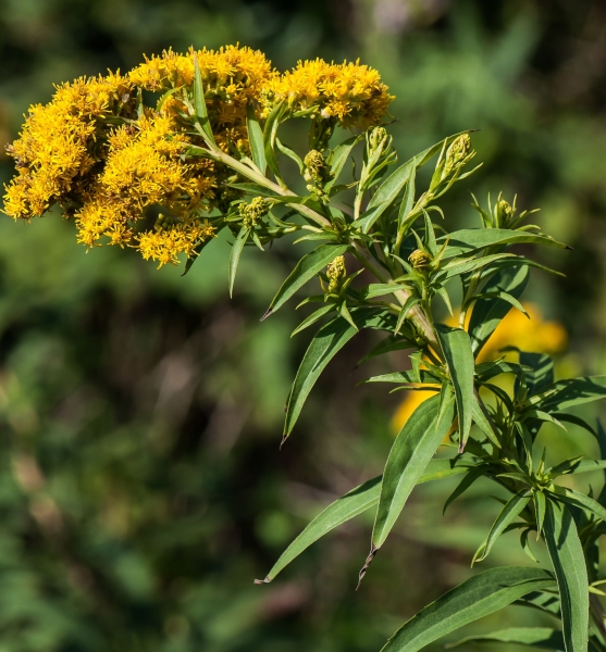 Pflanzenbild gross Spätblühende Goldrute - Solidago gigantea