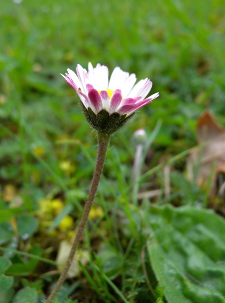 Pflanzenbild gross Gänseblümchen - Bellis perennis
