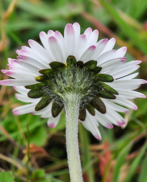 Pflanzenbild gross Gänseblümchen - Bellis perennis