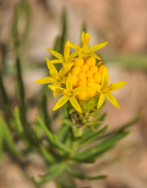 Pflanzenbild gross Gold-Aster - Aster linosyris