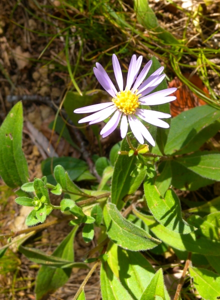 Pflanzenbild gross Berg-Aster - Aster amellus