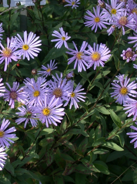 Pflanzenbild gross Berg-Aster - Aster amellus