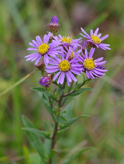 Pflanzenbild gross Berg-Aster - Aster amellus