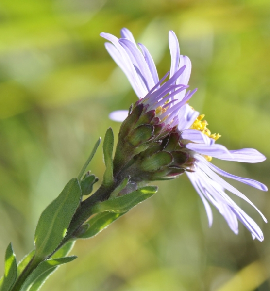Pflanzenbild gross Berg-Aster - Aster amellus